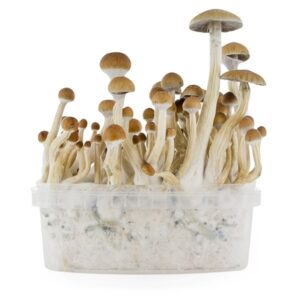 FRESH MUSHROOMS GROW KIT 'B+'