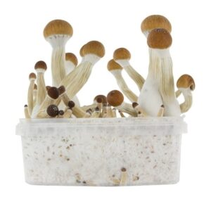 FRESH MUSHROOMS GROW KIT 'GOLDEN TEACHER'