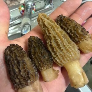 Morel Mushrooms For Sale