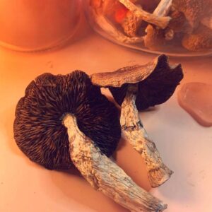 Wavy Caps Magic Mushrooms